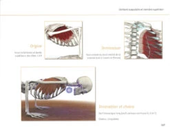 Yoga Anatomie Les Muscles -Magasin De Vetements yoga anatomie 15827926305e577fb6ce8ce