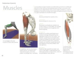 Yoga Anatomie Les Muscles -Magasin De Vetements yoga anatomie 15827926365e577fbca240d