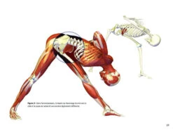 Yoga Anatomie Les Postures -Magasin De Vetements yoga anatomie 15827932395e5782177530b